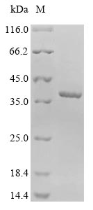 E. coli ompC protein