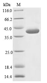 Virus H protein