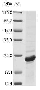 Bacteria omp protein