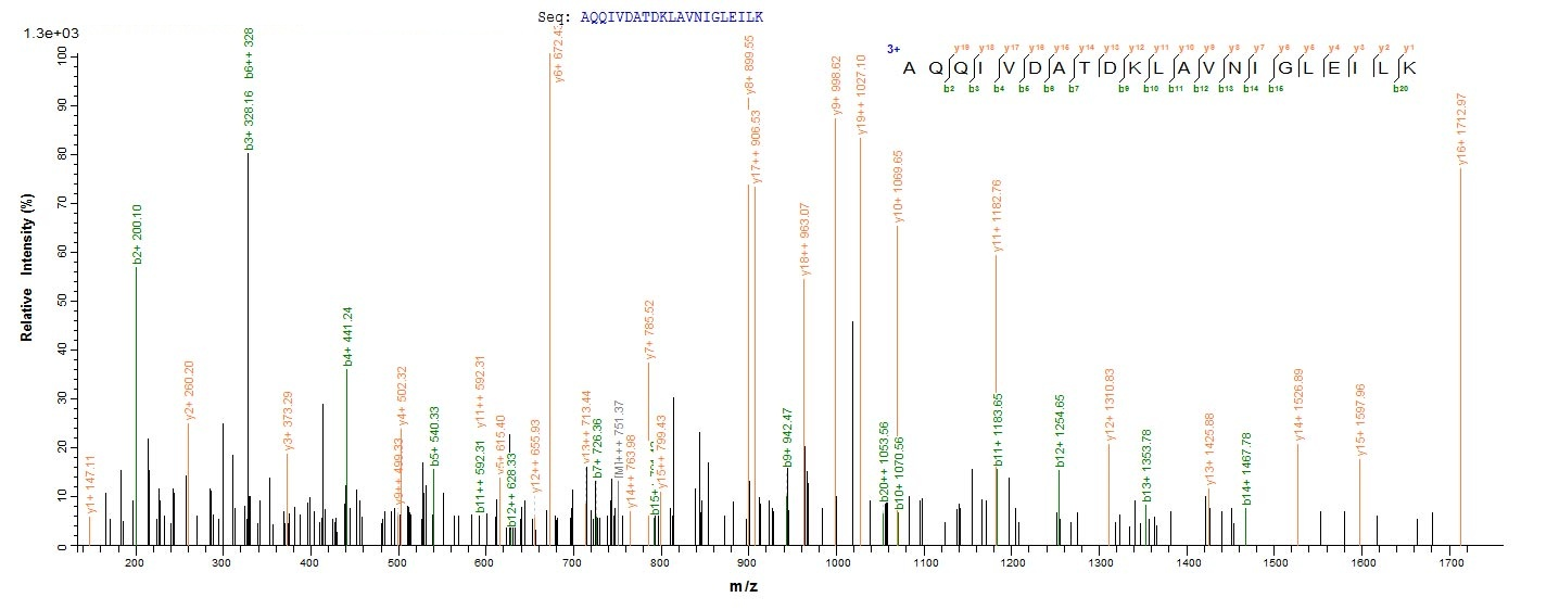E. coli talB protein