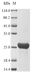 E. coli ompX protein