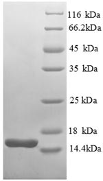 E. coli trxA protein