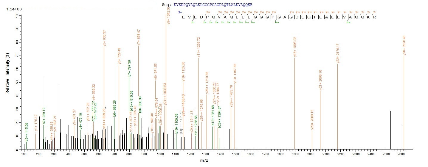 Mouse Ins2 protein