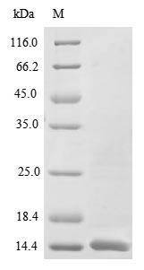 Virus US12 protein