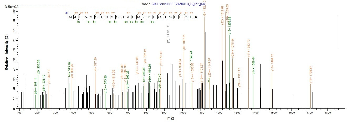 Virus Nuclear export protein(NS) protein