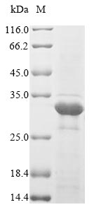E. coli fimH protein