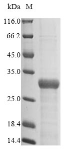 E. coli fimH protein