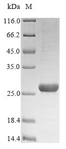 Bacteria esxA protein
