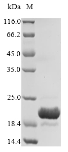 E. coli uspD protein