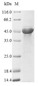E. coli ompF protein