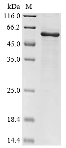 Virus G protein