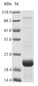 Animal Triticum aestivum Alpha/beta-gliadin protein