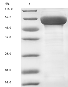 Human COL6A6 protein