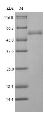 Jellyfish Chironex fleckeri Toxin CfTx-1 protein