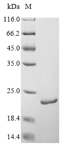 Bacteria acpS protein