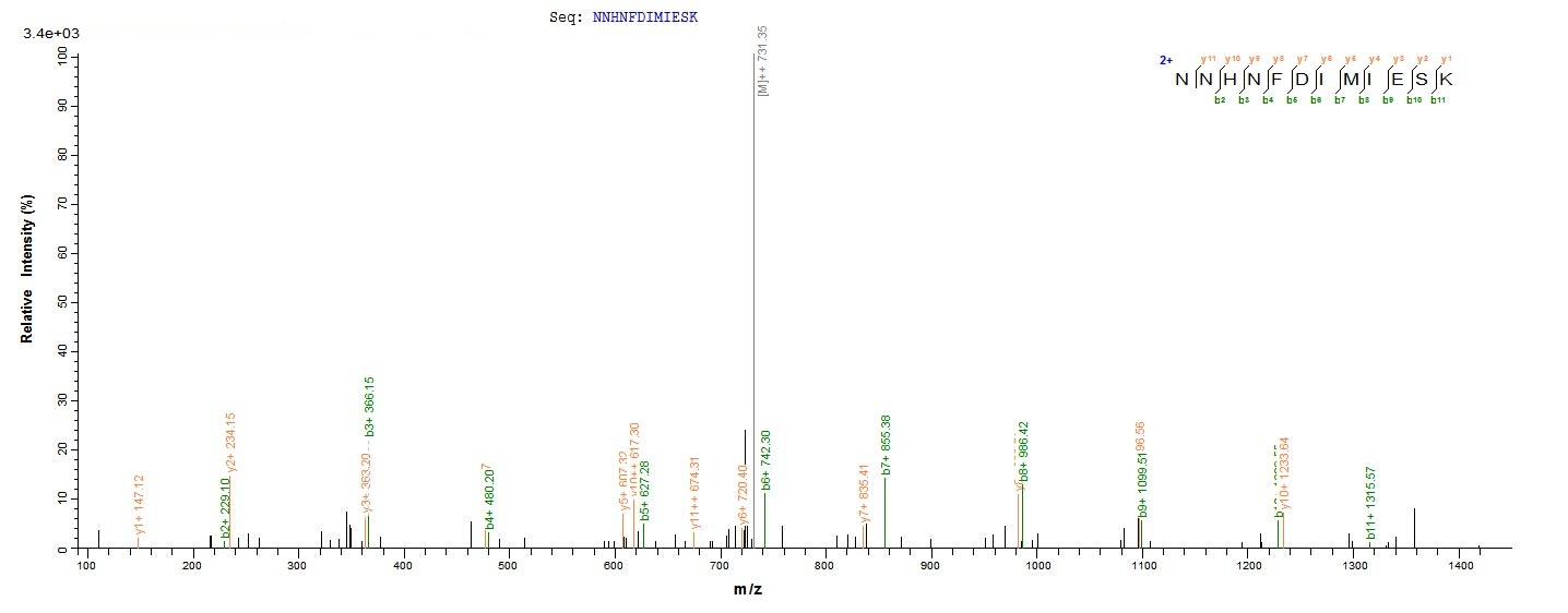 Bacteria uvsE protein