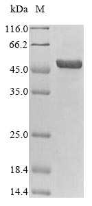 Virus Cap protein