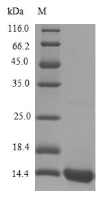 Human SCRG1 protein