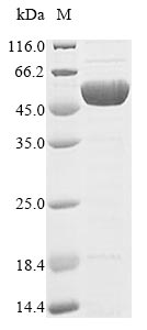 Bacteria botB protein