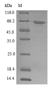 Human DHX9 protein