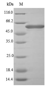Bacteria fliC protein