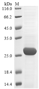 Human RBL2 protein