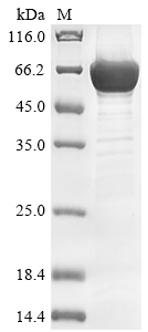 Human AP1B1 protein