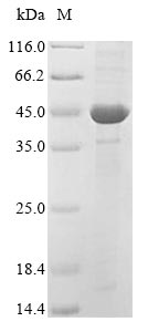 Plant MPK5 protein