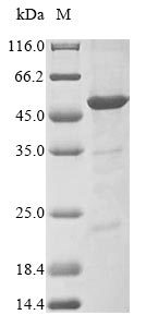 Bovine TARBP2 protein