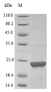 Human PTGES3 protein