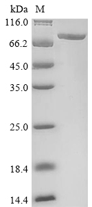 Human PABPC4 protein