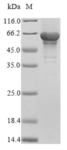 Human TEAD4 protein