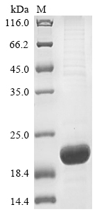 Human MOG protein