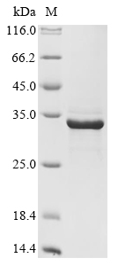 Human DNASE1L3 protein