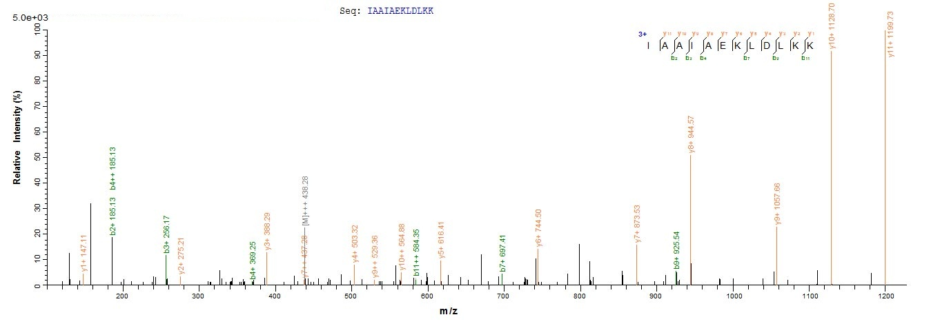 Human POU4F2 protein