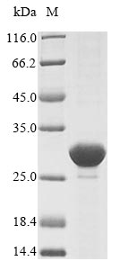 E. coli clpP protein