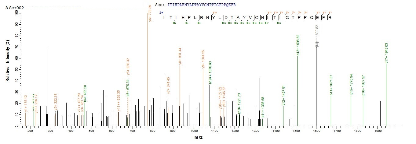 Bovine PAG2 protein