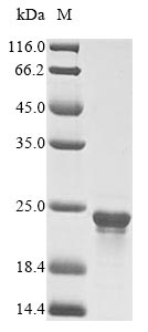 Bacteria dnaK-A protein