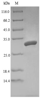 Mouse Ang4 protein