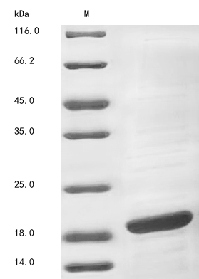 Bacteria acpS protein