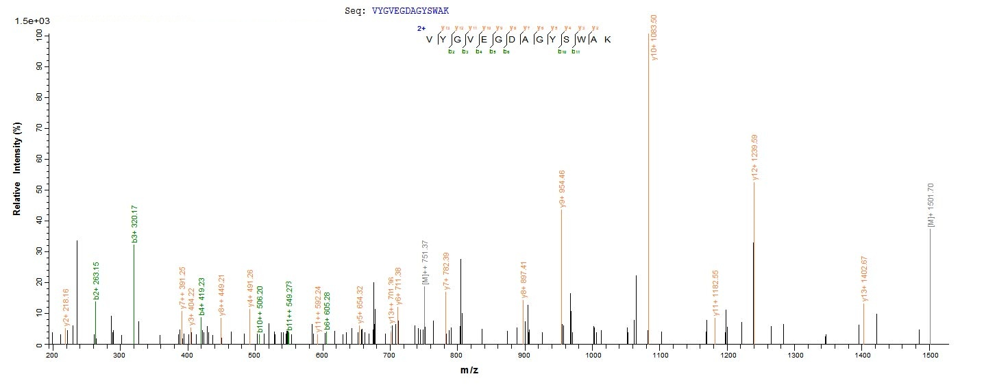 Virus omp25 protein
