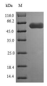 Bacteria flaB protein