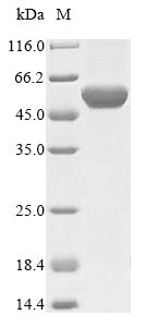 Bacteria flaB protein