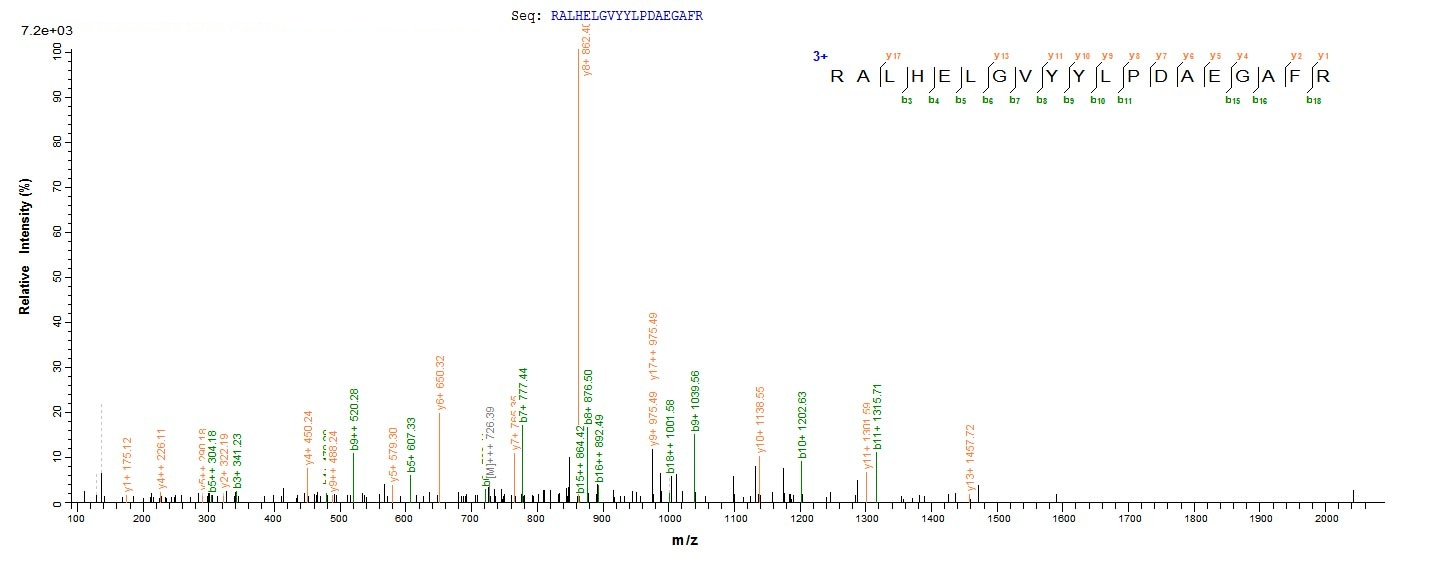 Human ERFE protein