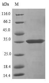 Mouse Clec12a protein