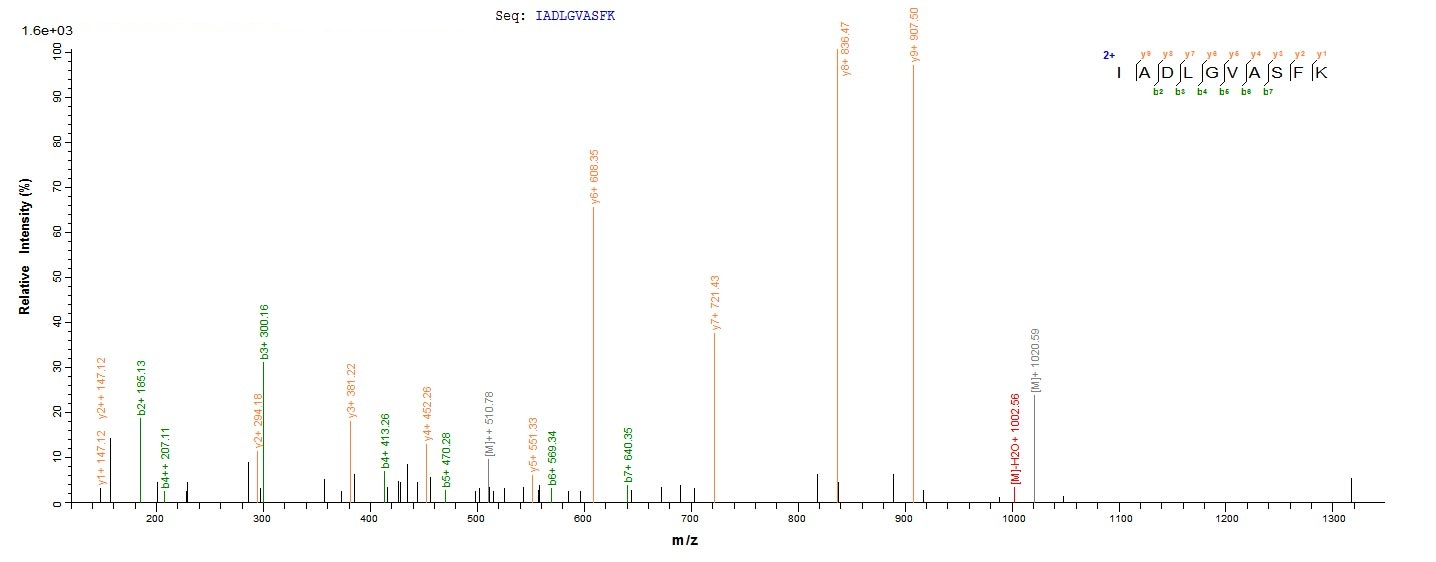Mouse Ripk1 protein