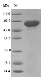 Mouse Adam12 protein