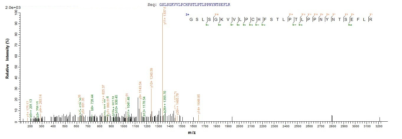 Mouse Versican protein