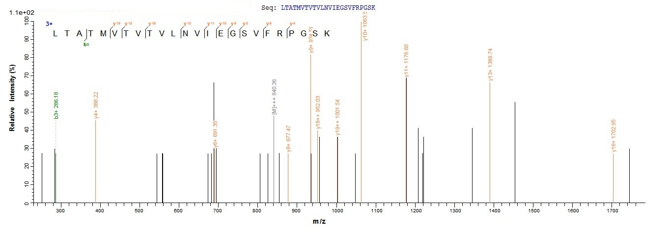Mouse Dsg1a protein