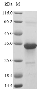 Rat Osm protein
